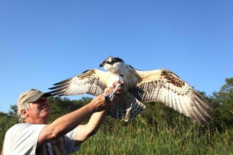 Rob Bierregaard prepares to release a banded juvenile male osprey last month.
